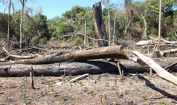Más del 60% de la deforestación se registró en el departamento de Boquerón.