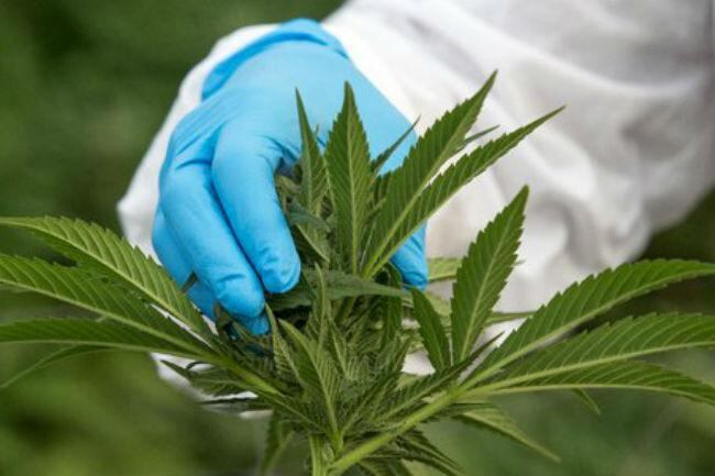 Israel liberó hace 10 años el cannabis terapéutico para pacientes con cáncer, epilepsia, stress postraumático o enfermedades degenerativas.