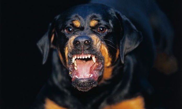 Perro de la raza rottweiler atacó a un niño de dos años cuya familia denunció a su propietario por omisión de auxilio. Foto: Gentileza