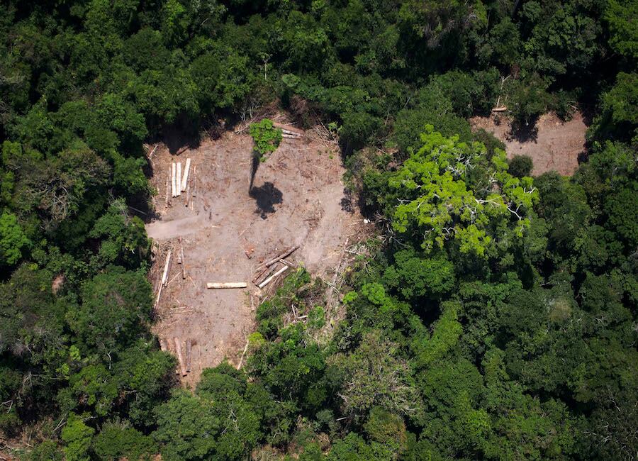 Mientras la industria maderera deforesta la Amazonía, Bolsonaro lo niega. Foto: AFP.