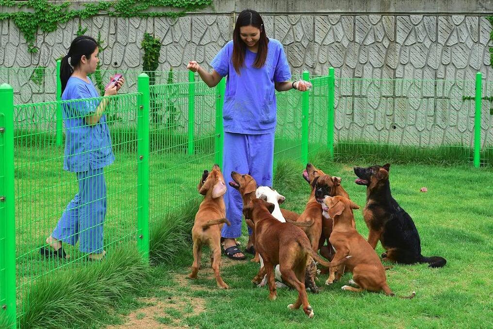Sooam Biotech clona muchos tipos de animales, incluyendo ganado y cerdos para investigación médica, pero es más conocido por su servicio comercial de venta de perros. 
