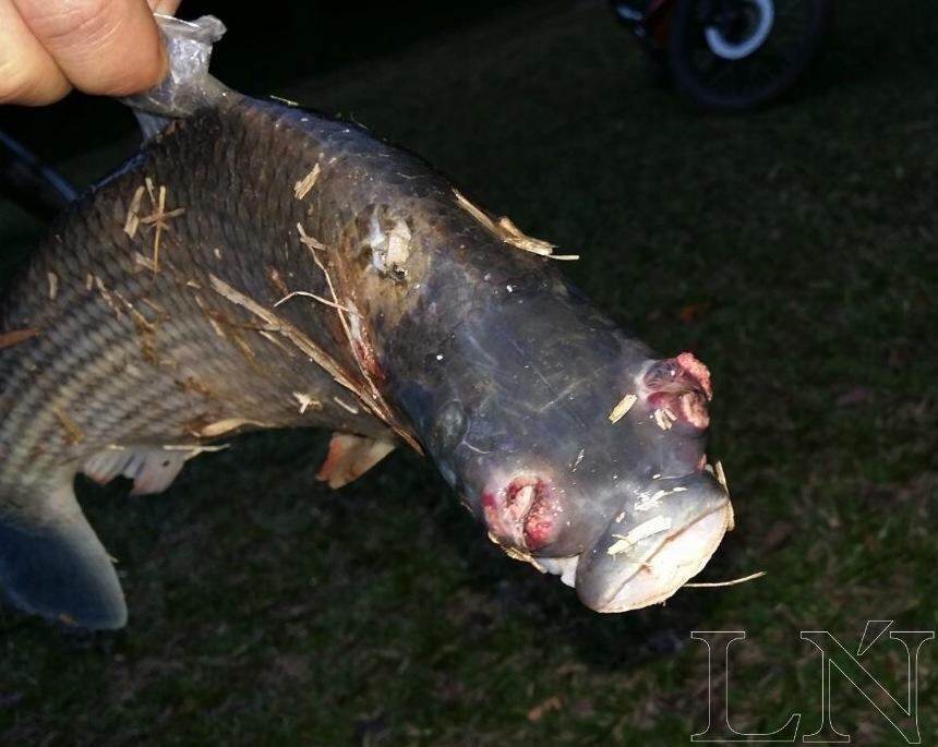 El derrame de productos tóxicos de las industrias serían las causantes de la mortandad masiva de peces.