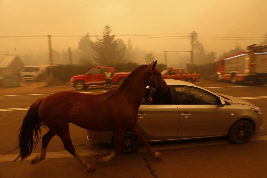 Los animales huyen del fuego, mientras los pobladores temen por sus vidas en los incendios de Chile.