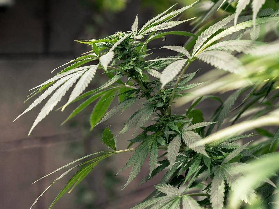 Una pequeña porción de la planta es procesada para obtener la parte medicinal. Foto: Internet. 