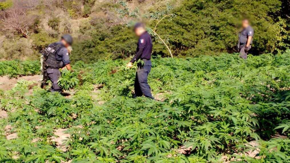 Picture released by the Mexican National Security Committee (CNS)  showing Federal Police personnel  incinerating 75,5 tons of marijuana in several fields  in Los Mezquites, Nayarit state, Mexico on January 22, 1016. (The images were released already blurred).  AFP PHOTO/CNS/HO    RESTRICTED TO EDITORIAL USE - MANDATORY CREDIT "AFP PHOTO/CNS/HO" - NO MARKETING NO ADVERTISING CAMPAIGNS - DISTRIBUTED AS A SERVICE TO CLIENTS / AFP / CNS