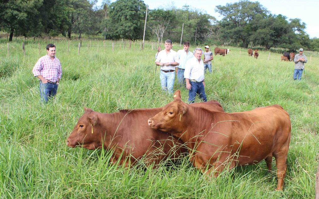 Enviarán 558 cabezas de ganado a Ecuador en octubre
