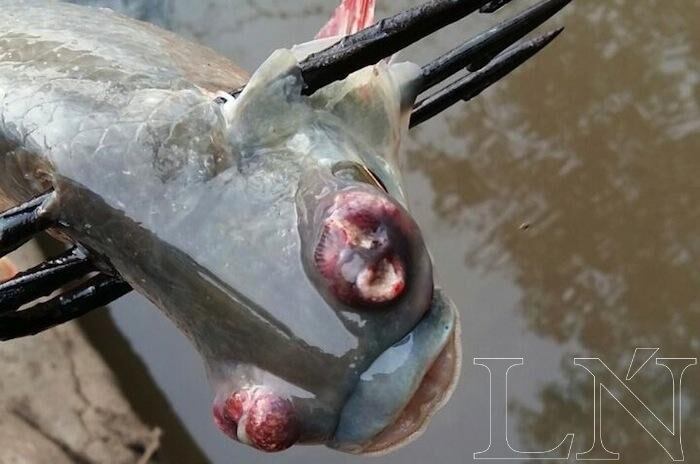 La mayoría de los peces del río Tebicuarymí  presentan este tipo de anormalidades, ojos y bocas deformados.