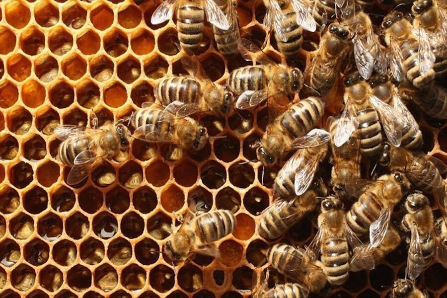 En los últimos años, muchas abejas empezaron a morir debido a un "colapso de las colonias", un misterioso fenómeno atribuido en parte a pesticidas, así como a polillas, virus y hongos. archivo.