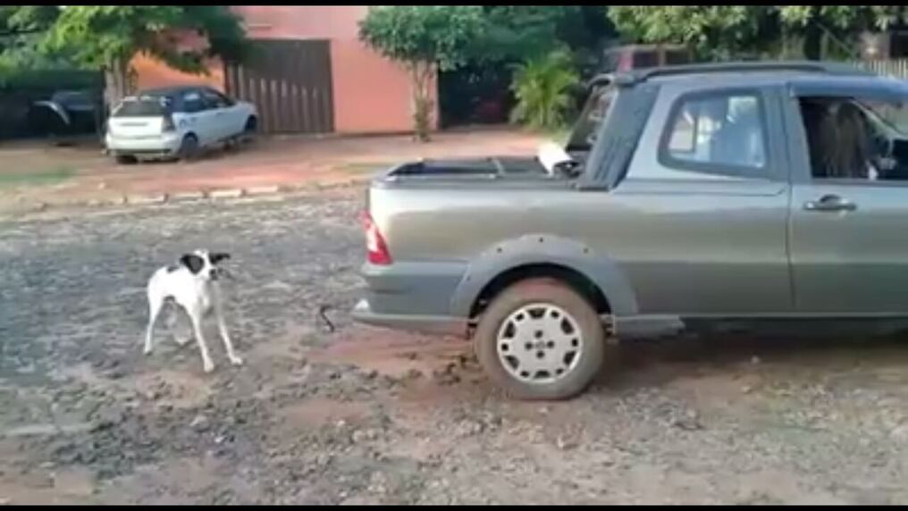 Tyson fue arrastrado hasta morir. Captura de imagen.