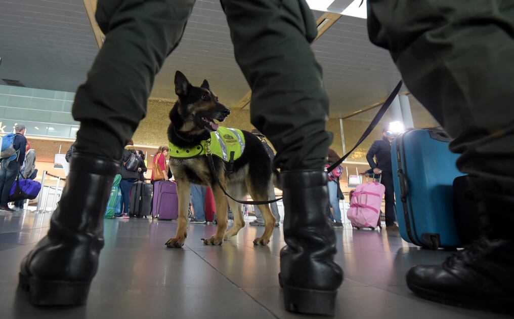 Sombra es la perra de la Policía Nacional de Colombia que está amenazada por los narcos. Foto: AFP / Raul ARBOLEDA