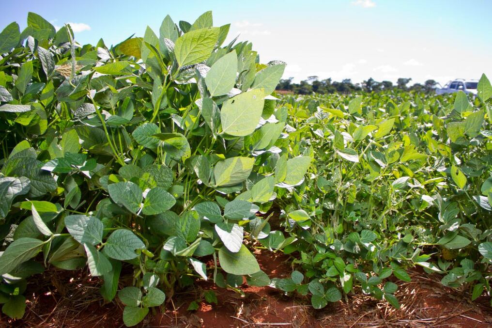 La tecnología de soja elaborada por Monsanto se expandira en el país.