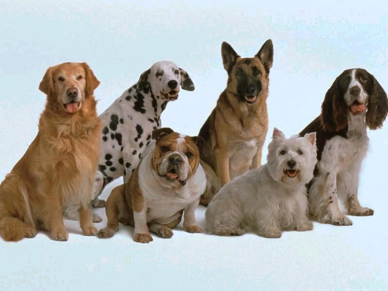 Los perros, como los humanos, usan el hemisferio izquierdo del cerebro para interpretar palabras y zonas del hemisferio derecho para analizar la entonación.