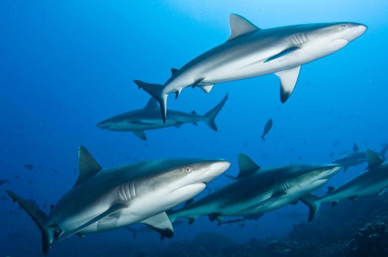 El primer santuario para tiburones del mundo se creó en 2009 en el archipiélago de Palaos, en el Pacífico, y tuvo como consecuencia la prohibición de su pesca en toda la zona económica exclusiva de ese territorio. foto web.