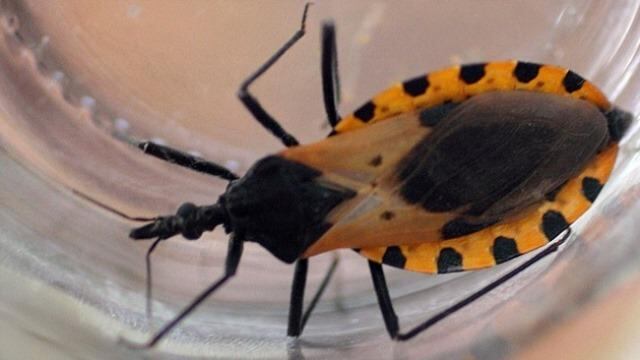 El mal de Chagas es una enfermedad potencialmente mortal. Foto: Ilustrativa