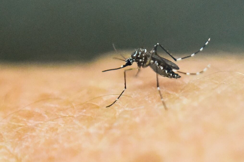 Aedes Aegypti transmite Fiebre Amarilla, Zika, Chikungunya y Dengue Foto: AFP / LUIS ROBAYO