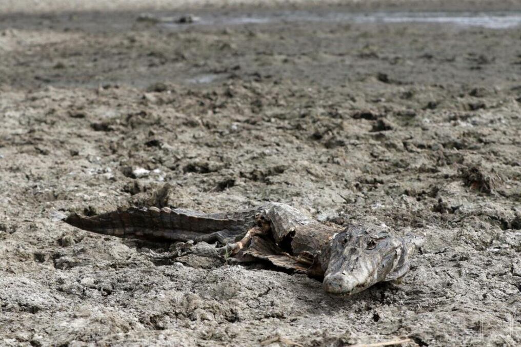 Según la fiscalía, que también verifica la zona del Pilcomayo, se registra mortandad de animales . Foto: Pánfilo Leguizamón.