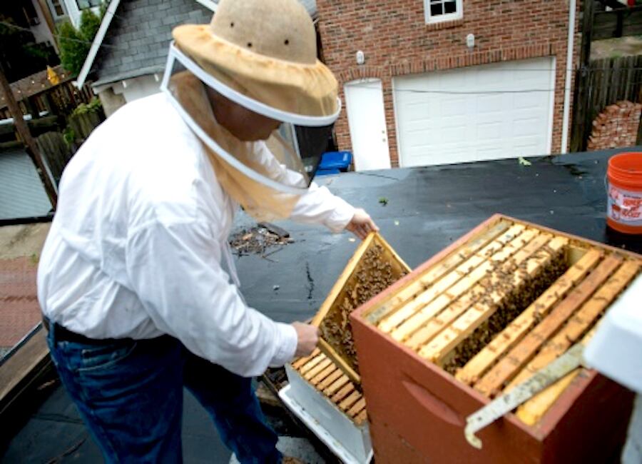 Cuando otros huyen despavoridos, ellos afrontan el peli­gro. Son la brigada antien­jambres, la primera y única defensa en Washington con­tra el aumento del número de abejas en la ciudad.FOTO: GENTILEZA