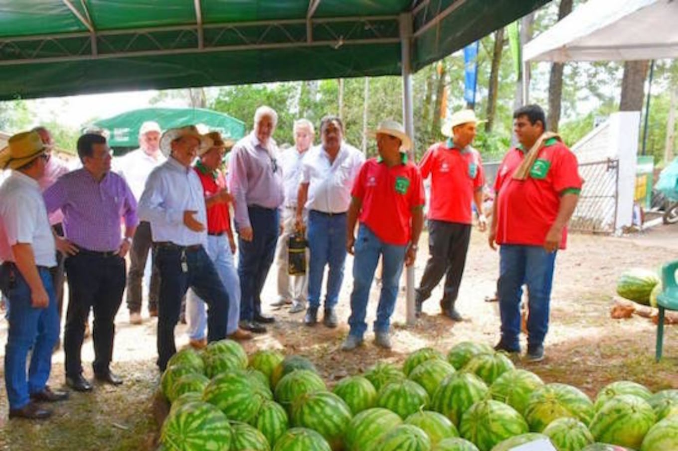 En Paso Güembé, Trinidad, se producen 100.000 sandías por año.FOTO: GENTILEZA