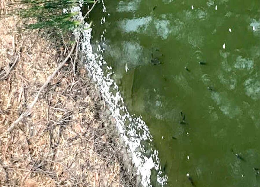 La muerte masiva de peces se produjo en Menindee, estado de Nueva Gales del Sur.