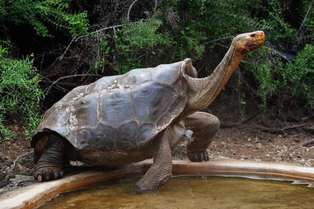 Este 'sex symbol' de la especie Chelonoidis hoodensis tiene más de 100 años y comparte con seis hembras un corral del centro de crianza de tortugas terrestres del PNG en Puerto Ayora.