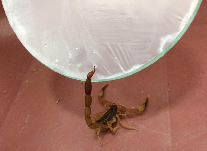 La composición del veneno fue evaluada mediante técnicas bioquímicas e inmunológicas. Foto: Gentileza