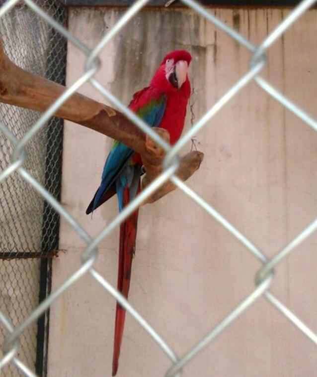 Los registros se realizaron esta tarde, especialmente de aves silvestres. Foto: SEAM