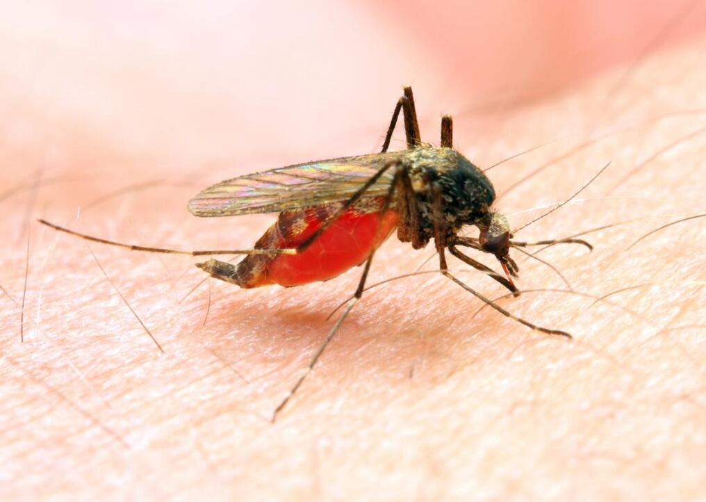 Hoy se conmemora el Día Mundial del Paludismo, conocido también como malaria, que es una enfermedad febril aguda causada por parásitos que se transmiten al ser humano por la picadura de mosquitos hembras infectadas. Foto: Ilustrativa.