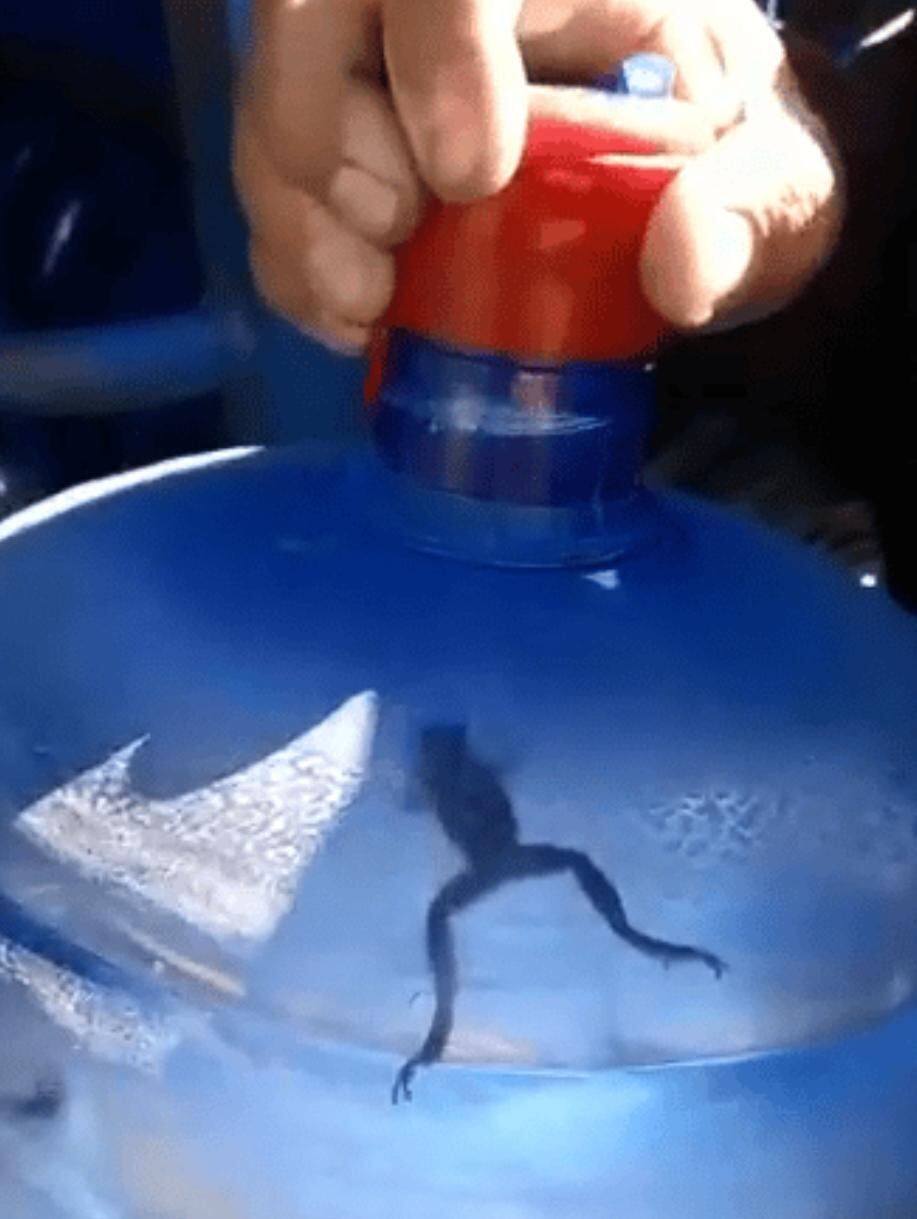 En las redes sociales, se vilarizó un video donde aparecen unos repartidores de agua mineral moviendo de un lado al otro el recipiente, en el mismo, se encontró una rana. Foto: Captura de pantalla.