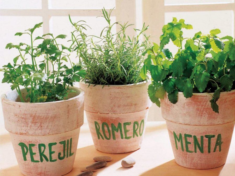 Plantas aromáticas en macetas