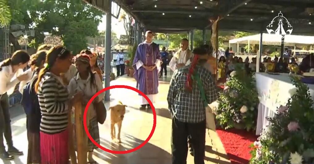 Rudi fue encontrado por sus dueños gracias a la misa de Caacupé en donde llamó la atención de los televidentes. Le encontraron muy delgado y desorientado. Foto: Gentileza.