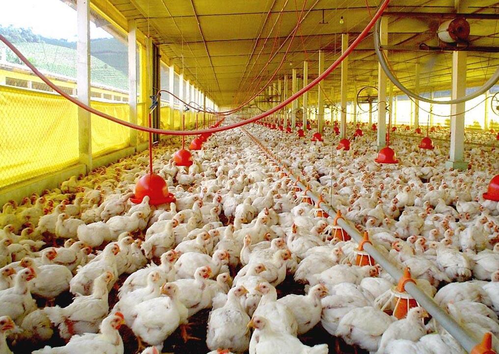 La industria avícola es uno de los rubros más golpeados por el contrabando. Foto: Archivo. 