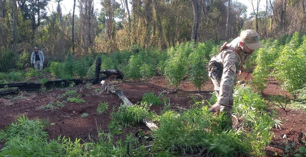 Una importante cantidad de cultivos ilícitos de marihuana que fue hallada dentro de la reserva del Parque Nacional Ñacunday, ubicada en el departamento de Alto Paraná fue eliminada. Foto: Gentileza.