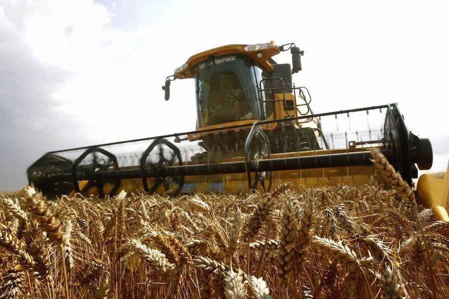 Los envíos de trigo zafra 2021 han sido los más bajos de los últimos cinco años, informaron desde la Capeco. Foto: Archivo.