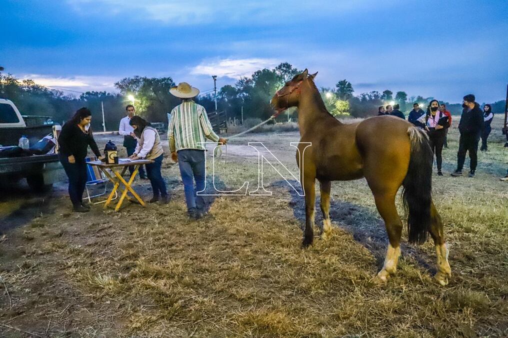 El evento arranca mañana jueves 5 con la competencia de resistencia de 17 ejemplares equinos y se extiende hasta el próximo lunes 9 de agosto con el gran remate. Foto: Carlos Juri.