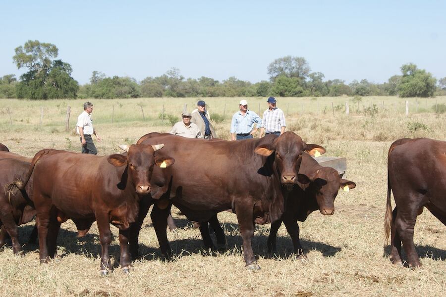 José Carlos Martin, presidente del Servicio Nacional de Calidad y Salud Animal (Senacsa), explicó que la faena también está experimentando una disminución en torno al 4%. Foto: Archivo.