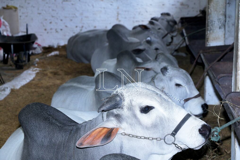Desde la Cámara Paraguaya de la Carne (CPC) indican que las opiniones vertidas por los ganaderos estadounidenses no se basan en informaciones actualizadas. Foto: Archivo.