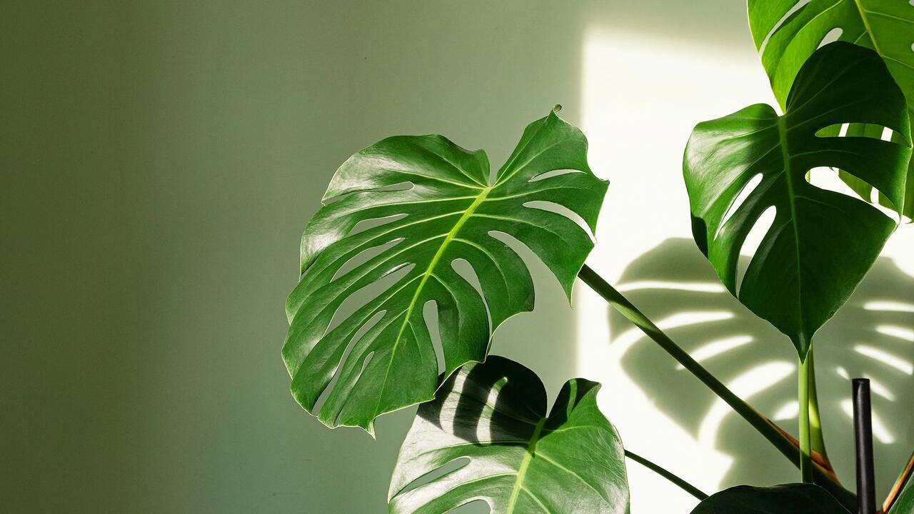 La Nacin / Cules son los cuidados que una monstera deliciosa necesita?
