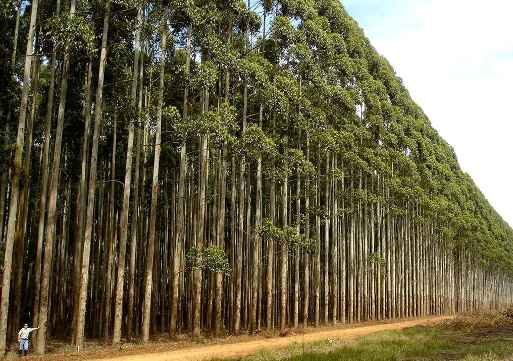 La normativa se debe al interés en el desarrollo de proyectos de forestación o reforestación con fines industriales y comerciales. Foto: Ilustrativa.