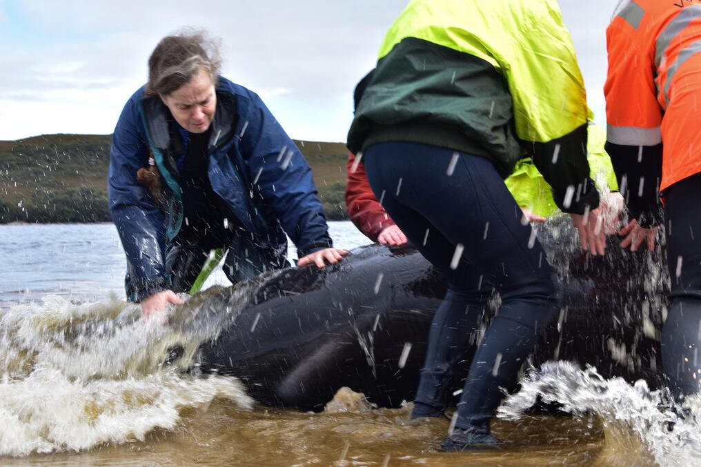 Rescuers attempt to save a whale on a beach in Macquarie Harbour on the rugged west coast of Tasmania on September 25, 2020, as Australian rescuers were forced to begin euthanising some surviving whales from a mass stranding that has already killed 380 members of the giant pod. (Photo by Mell CHUN / AFP)