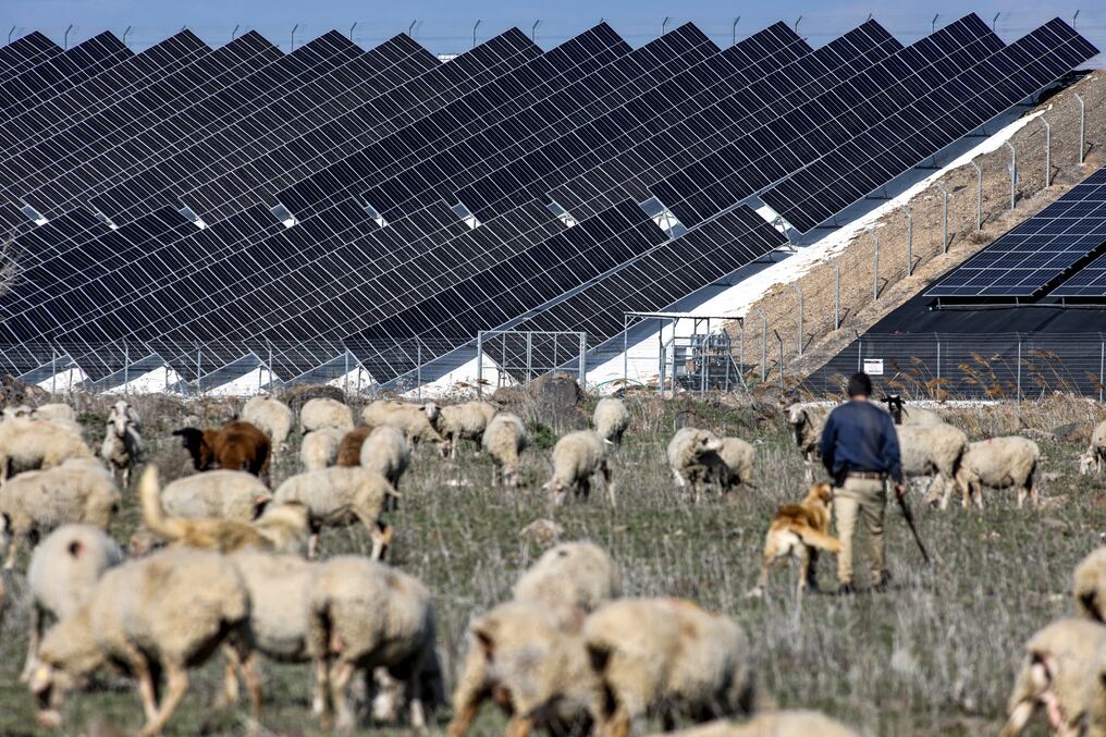 Tecnología y agricultura se aúnan como en esta vista de una granja en las afueras de Moshav Haspin en los Altos del Golán, donde un rebaño de ovejas pasta cerca de las hileras de paneles solares. Foto: AFP