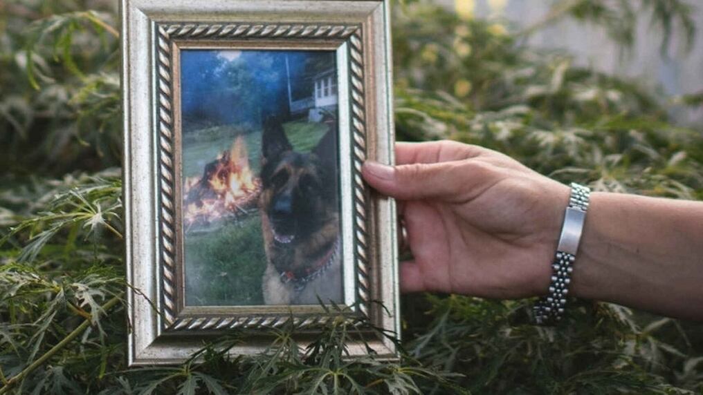Allison Mahoney sostiene una fotografía de su pastor alemán de siete años, Buddy, en su casa en Staten Island, Nueva York. Foto: Gentileza.
