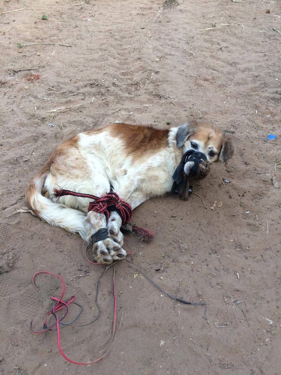 Estado en que fue encontrado el perro de nombre Shelby que ya se encuentra en franca recuperación. Foto: Gentileza