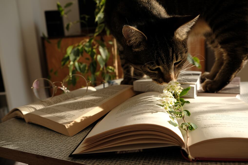 Cada vez vemos más libros llevados a la pantalla y muchos de ellos ganan más seguidores al ser descubiertos por nuevas audiencias gracias a su adaptación al audiovisual. ¿Ya leíste alguno de esta lista?. Foto: Pexels.