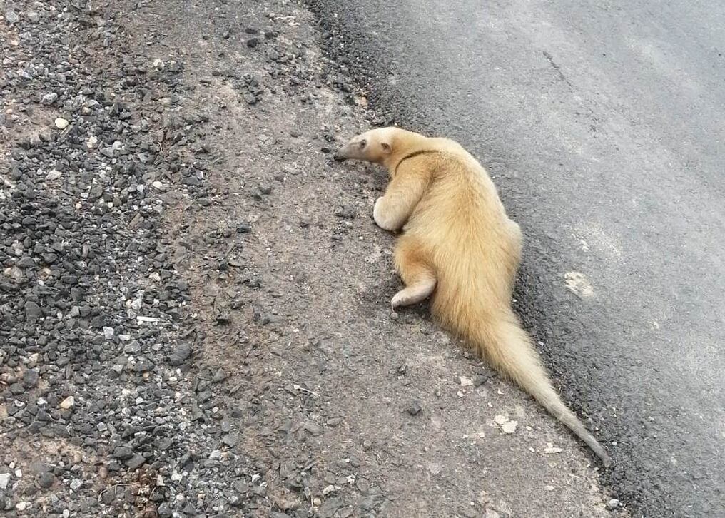 Aparentemente la quema de pastizales en el Chaco obliga a los animales a refugiarse en el eje urbano de la ciudad de Concepción y el hecho se está dando desde hace varios días. Foto: Gentileza.