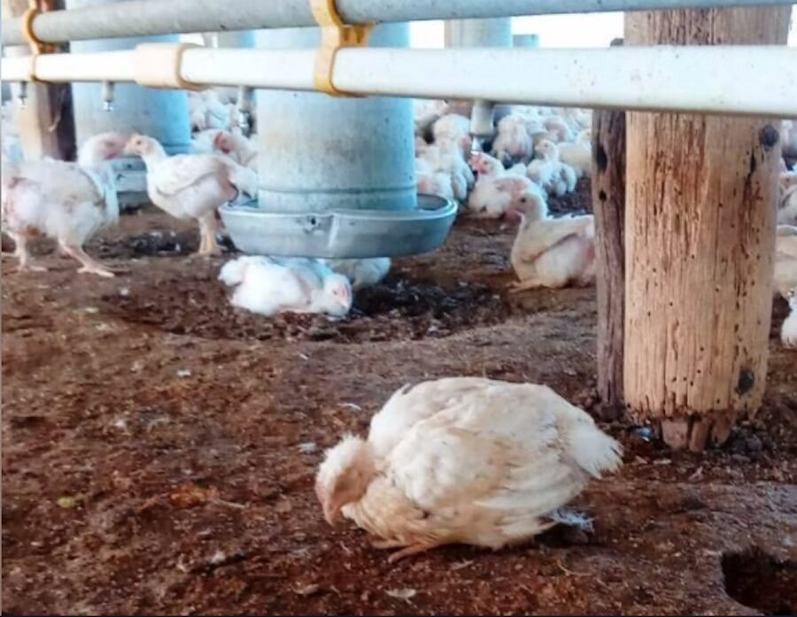 En un establecimiento en la provincia de Río Negro, fueron sacrificados 200.000 aves. Foto: Senasa.