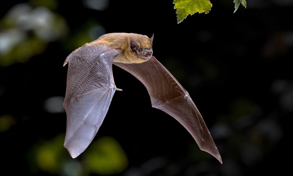 El myotis myotis es una de las 1.400 especies de este animal diabolizado por la humanidad. Foto: Archivo.