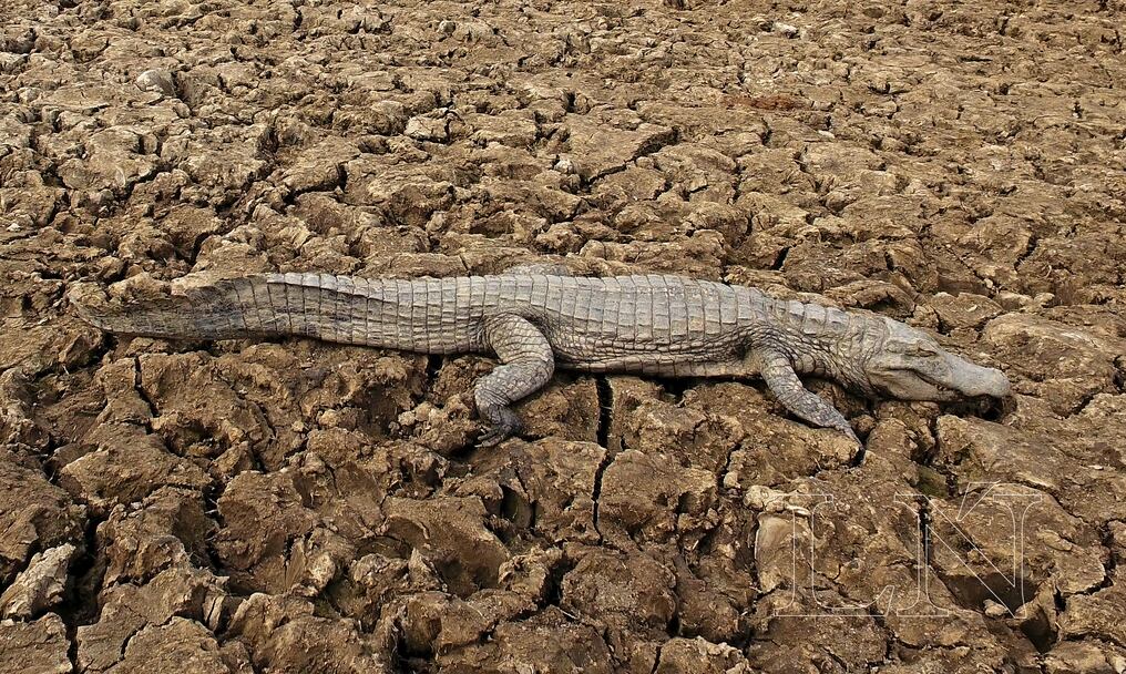 El gobernador de Boquerón teme que en breve se pueda repetir la dramática situación de años anteriores a causa de la prolongada sequía en el Chaco. Foto: Pánfilo Leguizamón.