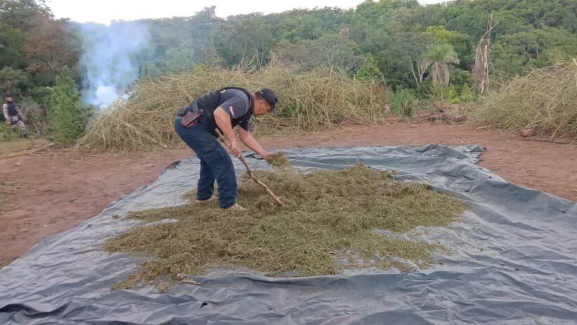 El centro de acopio y producción de marihuana fue desmantelado en Caaguazú. Foto: Senad.