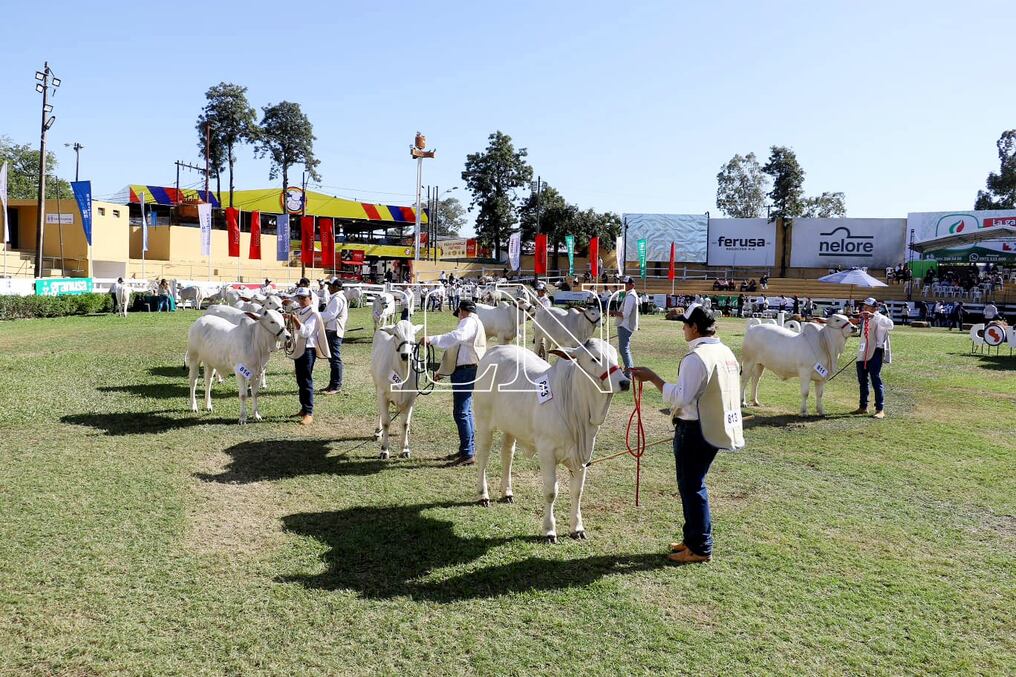 Los animales presentes este año demostraron una muy buena preparación y se lucieron en pista. Foto: Néstor Soto.