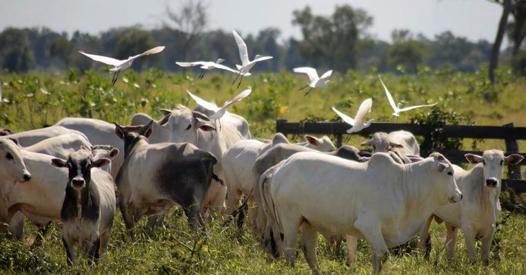 La Mesa Paraguaya de Carne Sostenible también colaborará en el proyecto. Foto: Gentileza